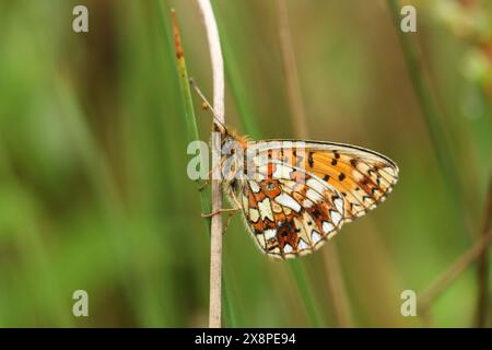 La vue latérale d'un rare petit fritillaire bordé de perles, Boloria selene, reposant sur une tige de plante dans une clairière boisée. Banque D'Images