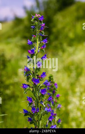 Viper Bugloss ou Blueweed Echium vulgare fleurissant dans le pré sur le fond bleu vert naturel. Macro. Mise au point sélective. Vue avant. Banque D'Images