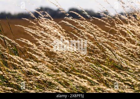 Prairie d'herbe de prairie avec les sommets des panicules de stèle. Poa pratensis herbe verte de prairie européenne. Banque D'Images