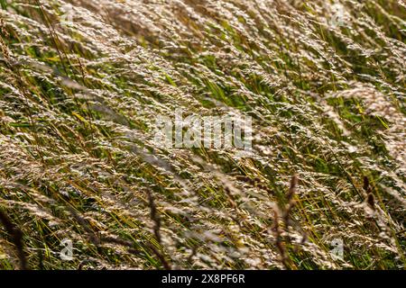 Prairie d'herbe de prairie avec les sommets des panicules de stèle. Poa pratensis herbe verte de prairie européenne. Banque D'Images