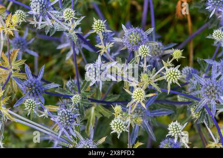 Eryngium Planum ou Blue Sea Holly - Flower Growing on Meadow. Plantes herbères sauvages. Banque D'Images