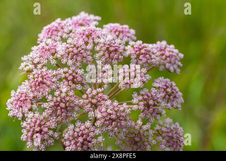 Inflorescence de Pimpinella saxifraga ou burnet-saxifrage tige solide burnet saxifrage Lesser burnet. Banque D'Images