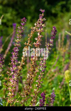 Fleurs bleu violet foncé, Salvia nemorosa Ostfriesland. Fleur violette haute. Salvia, Nepeta. Balkan Clary - Salvia sylvestris. Banque D'Images
