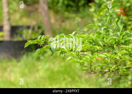 Gros plan sur les feuilles d'Un Styrax Japonicus à Amsterdam aux pays-Bas 6-5-2024 Banque D'Images