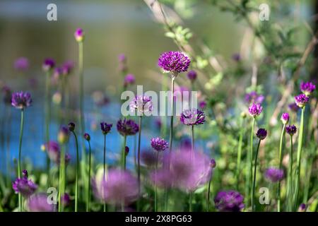 Gros plan avec un fond doux d'Allium fleurissant dans le parc riverain Åbackarna à la mi-mai à Norrköping, Suède. Banque D'Images