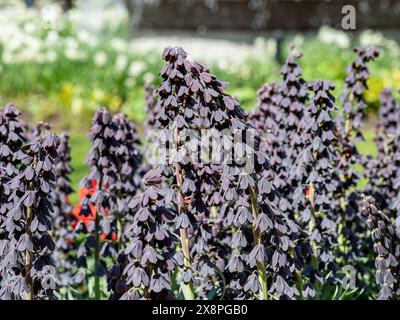 Gros plan sur fond doux de Fritillaria persica fleurissant dans Carl Johans Park à la mi-mai à Norrköping, Suède. Banque D'Images