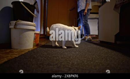 Détails intérieurs de l'ancien appartement. Film de stock. Chat blanc marchant à travers la porte ouverte et femme debout. Banque D'Images