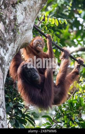 Orang-outans au centre de réadaptation Sepilok à Sabah, Bornéo malaisien. Banque D'Images