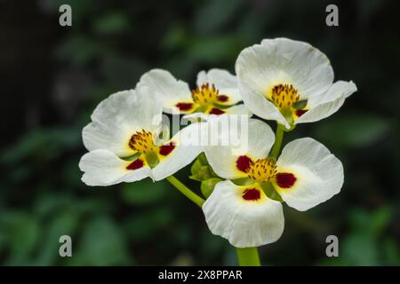 Gros plan sur les fleurs blanches, jaunes et brunes rouges de la plante aquatique sagittaria montevidensis alias pointe de flèche géante ou pointe de flèche californienne Banque D'Images