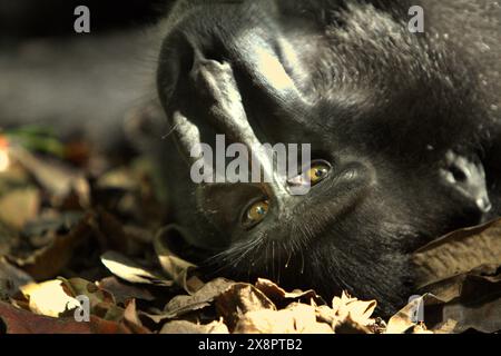 Un macaque à crête noire Sulawesi (Macaca nigra) se trouve sur le sol dans la réserve naturelle de Tangkoko, dans le nord du Sulawesi, en Indonésie. Banque D'Images