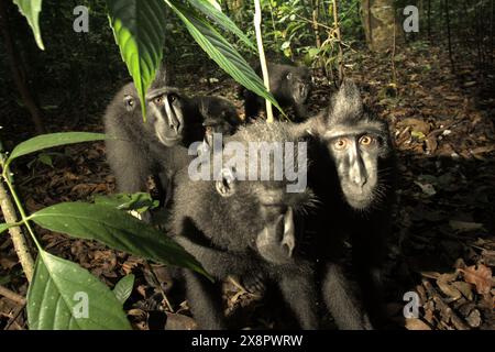 Les macaques à crête noire de Sulawesi (Macaca nigra) regardent la caméra, alors qu'ils sont photographiés dans la réserve naturelle de Tangkoko, Sulawesi du Nord, Indonésie. Banque D'Images