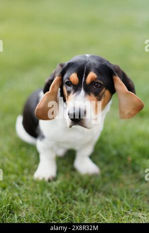 Adorable chiot beagle assis sur l'herbe, l'air curieux Banque D'Images