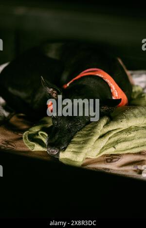 Chien noir dort sur une couverture. Banque D'Images