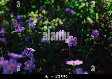 Fleurs délicates de cranesbill en fleurs, jetant des ombres dans un jardin luxuriant Banque D'Images