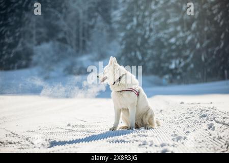 Berger allemand blanc sur piste de ski enneigée avec souffle visible dans le froid Banque D'Images