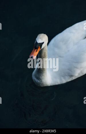 Gros plan d'un cygne sur l'eau sombre Banque D'Images