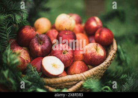 Panier de pommes fraîchement récoltées dans un cadre extérieur rustique Banque D'Images