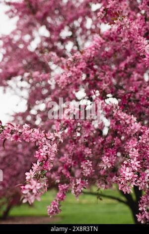 Gros plan de fleurs délicates roses d'un pommier en fleurs Banque D'Images