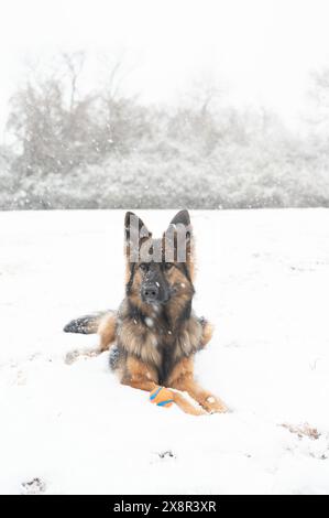 Berger allemand allongé dans la neige avec une boule pendant la chute de neige Banque D'Images