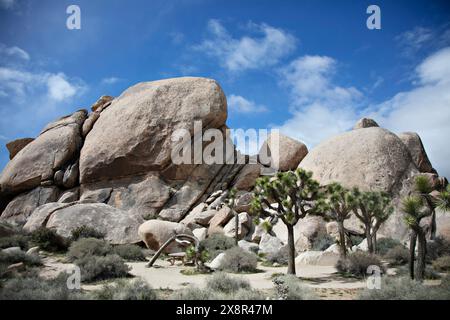 Rochers et arbres emblématiques du parc Joshua Tree Banque D'Images