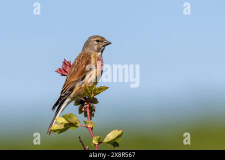 Linnet, Linaria cannabina perché sur le sommet d'un arbre dans le Sussex, Royaume-Uni Banque D'Images
