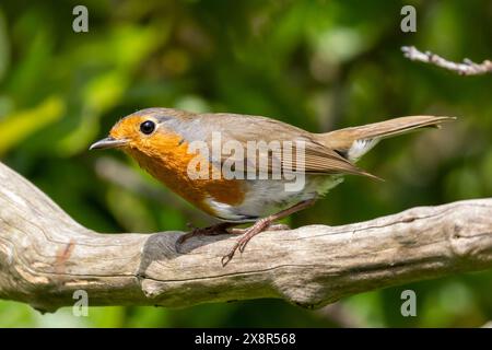 Robin, Erithacus rubecula perché sur une branche dans un jardin dans le Sussex, Royaume-Uni Banque D'Images