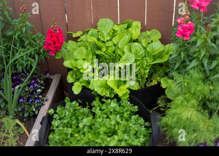 Jardin de légumes et de fleurs dans la cour arrière! Banque D'Images