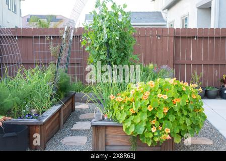 Lits de jardin surélevés avec divers légumes, dans un jardin d'arrière-cour! Banque D'Images