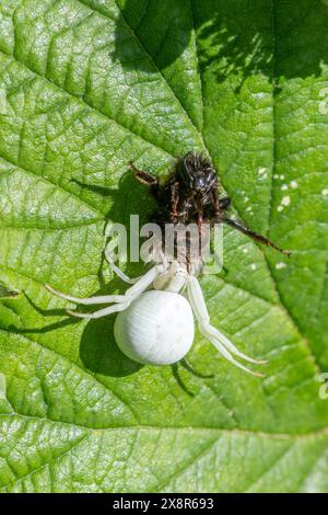 Araignée de crabe en fleurs (Misumena vatia) après avoir attrapé une proie, une abeille, sur une feuille, Angleterre, Royaume-Uni Banque D'Images