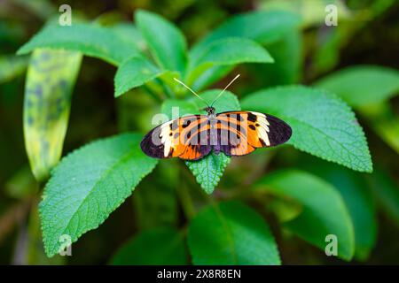 Striped Tiger Butterfly repose sur les feuilles. Heliconius ismenius Banque D'Images