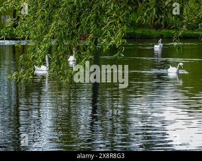 cygnes nageant sur le lac Banque D'Images