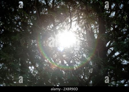 Le soleil brille à travers les branches des arbres, créant un effet tapissé sur le sol. Banque D'Images