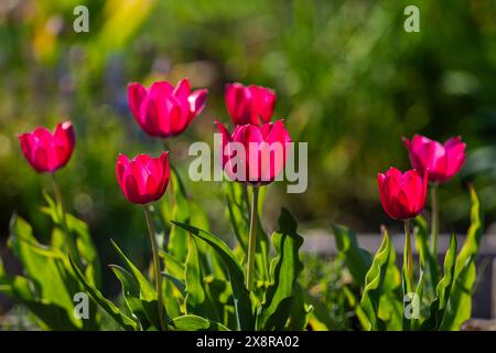 Gros plan de tulipes de chalet. Les fleurs de printemps fleurissent dans le jardin. Fond de fleur de tulipe contre la lumière du soleil du soir. Banque D'Images
