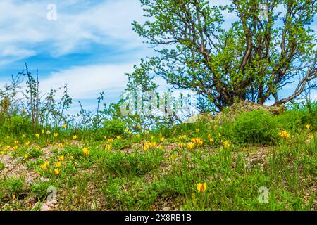 Tulipes jaunes sauvages dans les montagnes TRANS-Ili Alatau. Flore du Kazakhstan. Banque D'Images