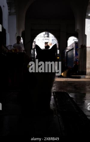 Silhouette d'un chat au marché central de Casablanca, Maroc, le 5 octobre 2023. L'image capture la nature mystérieuse et curieuse du chat Banque D'Images