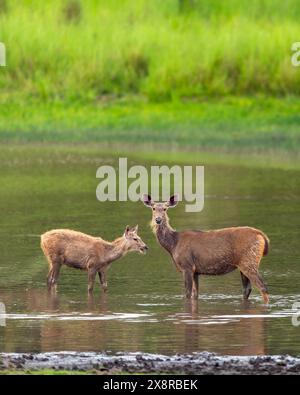 sambar deer rusa unicolor troupeau ou famille se reposant dans le plan d'eau dans un paysage naturel vert lors du safari de la faune en plein air bandhavgarh Banque D'Images