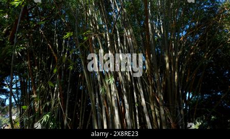 Arbres de la jungle verte contre le ciel bleu et le soleil brillant. Action. Beaucoup de branches étroites d'un beau grand arbre. Banque D'Images