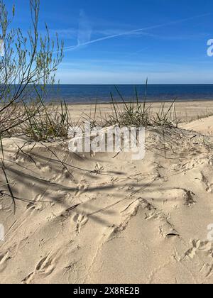 Dunes de sable sur la rive de la mer Baltique. Herbe marram (herbe de plage) poussant dans le sable. Paysage avec plage vue mer, dune de sable et herbe. Banque D'Images