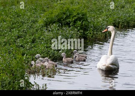 Buckinghamshire, Royaume-Uni. 27 mai 2024. Une belle famille de cygnes avec dix jeunes cygnets moelleux se nourrissant sur une voie navigable intérieure dans le Buckinghamshire. Crédit : Maureen McLean/Alamy Live News Banque D'Images