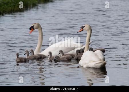 Buckinghamshire, Royaume-Uni. 27 mai 2024. Une belle famille de cygnes avec dix jeunes cygnets moelleux se nourrissant sur une voie navigable intérieure dans le Buckinghamshire. Crédit : Maureen McLean/Alamy Live News Banque D'Images