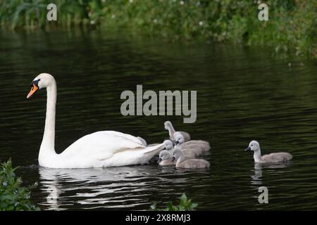 Buckinghamshire, Royaume-Uni. 27 mai 2024. Une belle famille de cygnes avec dix jeunes cygnets moelleux se nourrissant sur une voie navigable intérieure dans le Buckinghamshire. Crédit : Maureen McLean/Alamy Live News Banque D'Images