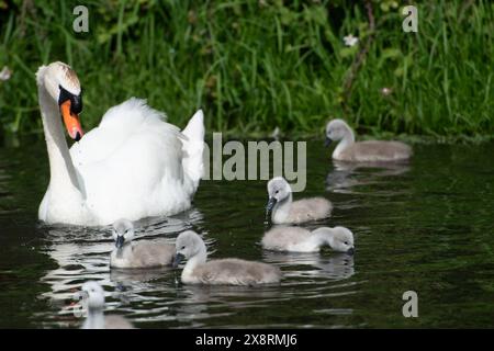 Buckinghamshire, Royaume-Uni. 27 mai 2024. Une belle famille de cygnes avec dix jeunes cygnets moelleux se nourrissant sur une voie navigable intérieure dans le Buckinghamshire. Crédit : Maureen McLean/Alamy Live News Banque D'Images