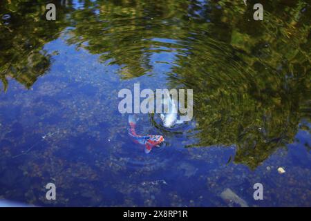 Orange Koi poisson carpe fantaisie nageant sous la surface floue de l'eau, foyer sélectif Banque D'Images