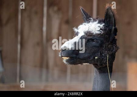 Darmstadt, Allemagne. 21 mai 2024. Dans le quartier Arheiligen de Darmstadt, Regine Jakobi s'occupe d'un groupe d'animaux andins sud-américains dans la ferme 'Luna Alpacas'. Les alpagas avec des yeux boutonnés bruns et une légère lueur argentée sous une coiffure punky ne sont pas seulement des animaux de loisir à câliner, leur laine douce peut également être pratiquement transformée en chapeaux et foulards. Crédit : Helmut Fricke/dpa/Alamy Live News Banque D'Images