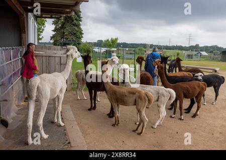 Darmstadt, Allemagne. 21 mai 2024. Dans le quartier Arheiligen de Darmstadt, Regine Jakobi s'occupe d'un groupe d'animaux andins sud-américains dans la ferme 'Luna Alpacas'. Les alpagas avec des yeux boutonnés bruns et une légère lueur argentée sous une coiffure punky ne sont pas seulement des animaux de loisir à câliner, leur laine douce peut également être pratiquement transformée en chapeaux et foulards. Crédit : Helmut Fricke/dpa/Alamy Live News Banque D'Images