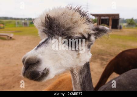 Darmstadt, Allemagne. 21 mai 2024. Dans le quartier Arheiligen de Darmstadt, Regine Jakobi s'occupe d'un groupe d'animaux andins sud-américains dans la ferme 'Luna Alpacas'. Les alpagas avec des yeux boutonnés bruns et une légère lueur argentée sous une coiffure punky ne sont pas seulement des animaux de loisir à câliner, leur laine douce peut également être pratiquement transformée en chapeaux et foulards. Crédit : Helmut Fricke/dpa/Alamy Live News Banque D'Images