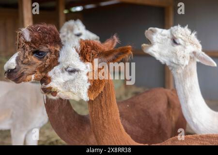 Darmstadt, Allemagne. 21 mai 2024. Dans le quartier Arheiligen de Darmstadt, Regine Jakobi s'occupe d'un groupe d'animaux andins sud-américains dans la ferme 'Luna Alpacas'. Les alpagas avec des yeux boutonnés bruns et une légère lueur argentée sous une coiffure punky ne sont pas seulement des animaux de loisir à câliner, leur laine douce peut également être pratiquement transformée en chapeaux et foulards. Crédit : Helmut Fricke/dpa/Alamy Live News Banque D'Images