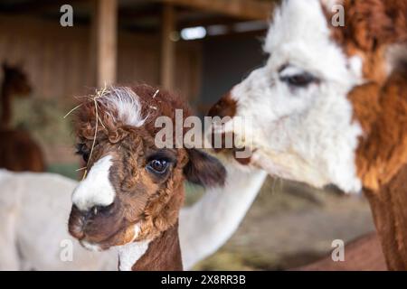 Darmstadt, Allemagne. 21 mai 2024. Dans le quartier Arheiligen de Darmstadt, Regine Jakobi s'occupe d'un groupe d'animaux andins sud-américains dans la ferme 'Luna Alpacas'. Les alpagas avec des yeux boutonnés bruns et une légère lueur argentée sous une coiffure punky ne sont pas seulement des animaux de loisir à câliner, leur laine douce peut également être pratiquement transformée en chapeaux et foulards. Crédit : Helmut Fricke/dpa/Alamy Live News Banque D'Images