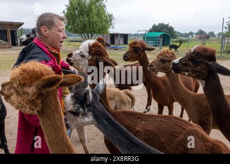 Darmstadt, Allemagne. 21 mai 2024. Dans le quartier Arheiligen de Darmstadt, Regine Jakobi s'occupe d'un groupe d'animaux andins sud-américains dans la ferme 'Luna Alpacas'. Les alpagas avec des yeux boutonnés bruns et une légère lueur argentée sous une coiffure punky ne sont pas seulement des animaux de loisir à câliner, leur laine douce peut également être pratiquement transformée en chapeaux et foulards. Crédit : Helmut Fricke/dpa/Alamy Live News Banque D'Images