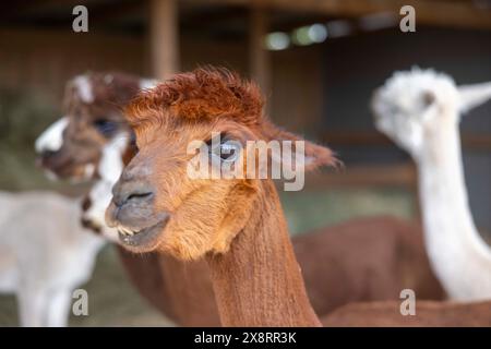 Darmstadt, Allemagne. 21 mai 2024. Dans le quartier Arheiligen de Darmstadt, Regine Jakobi s'occupe d'un groupe d'animaux andins sud-américains dans la ferme 'Luna Alpacas'. Les alpagas avec des yeux boutonnés bruns et une légère lueur argentée sous une coiffure punky ne sont pas seulement des animaux de loisir à câliner, leur laine douce peut également être pratiquement transformée en chapeaux et foulards. Crédit : Helmut Fricke/dpa/Alamy Live News Banque D'Images